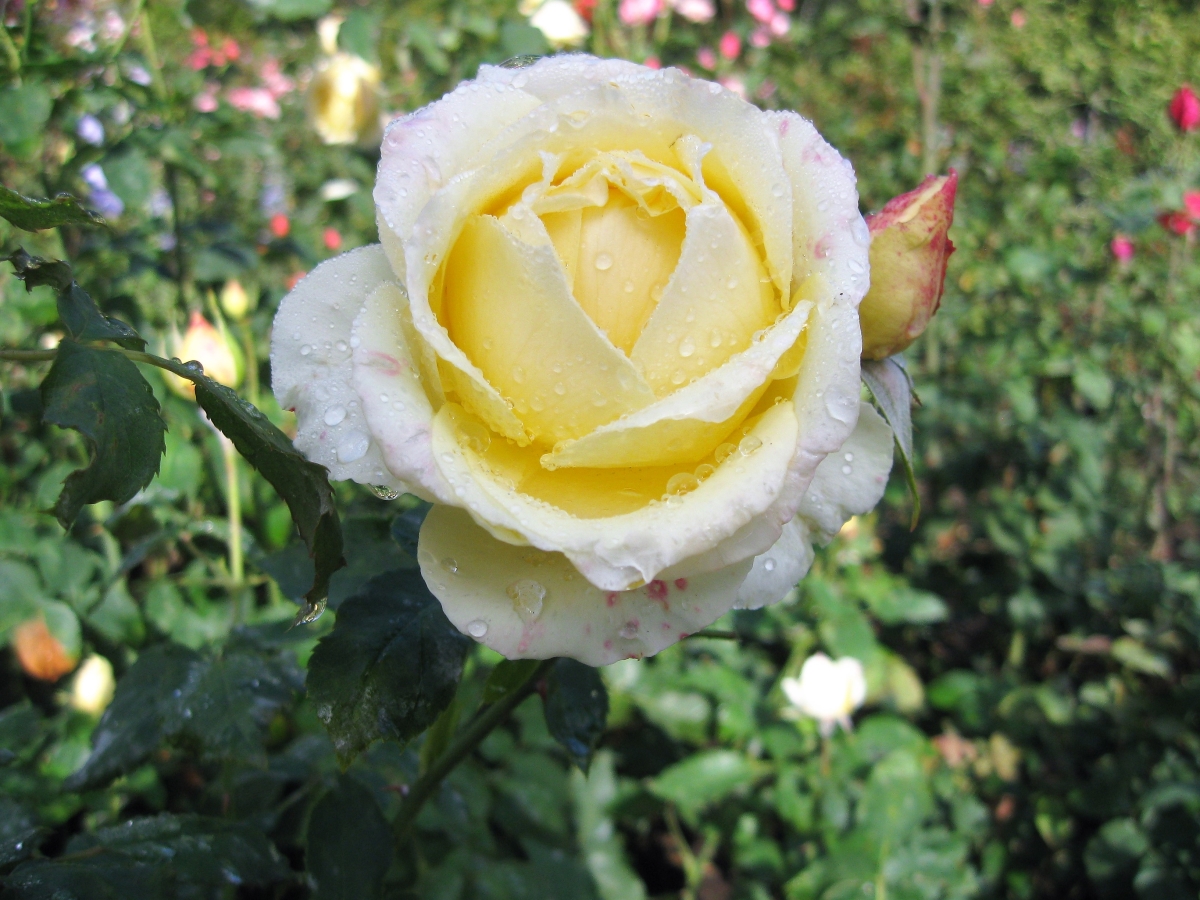 Rose growing at Butchart Gardens, Vancouver Island, Canada